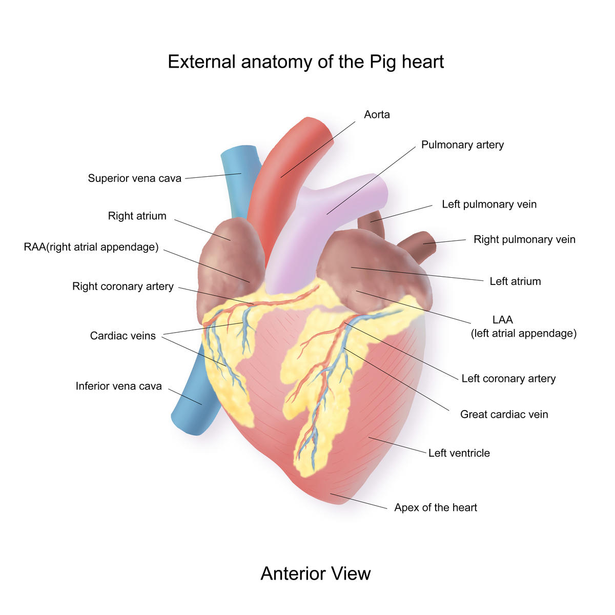 heart-dissection